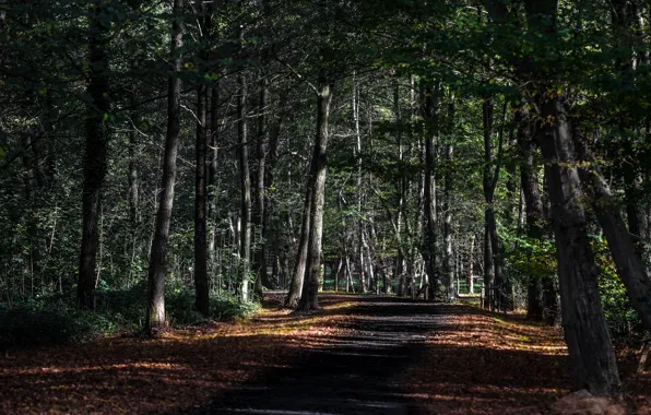Picture road, nature, Park