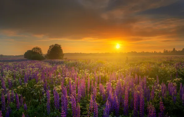 The sky, the sun, clouds, flowers, nature, dawn, lupins, Eduard Gordeev