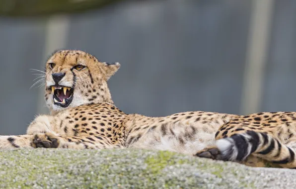 Picture cat, stay, Cheetah, fangs, ©Tambako The Jaguar