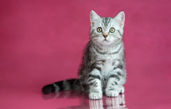 Cat, look, pose, kitty, grey, face, sitting, striped