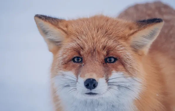 Look, face, background, Fox, red