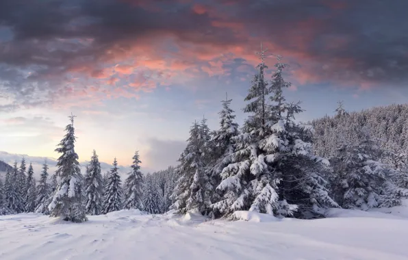 Winter, forest, the sky, clouds, snow, landscape, nature, tree