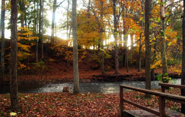 Picture autumn, forest, water, trees, foliage, Nature, forest, the bridge