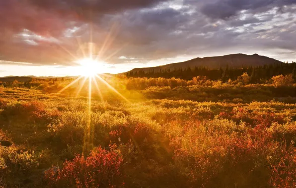 Picture morning, field, mountains, nature