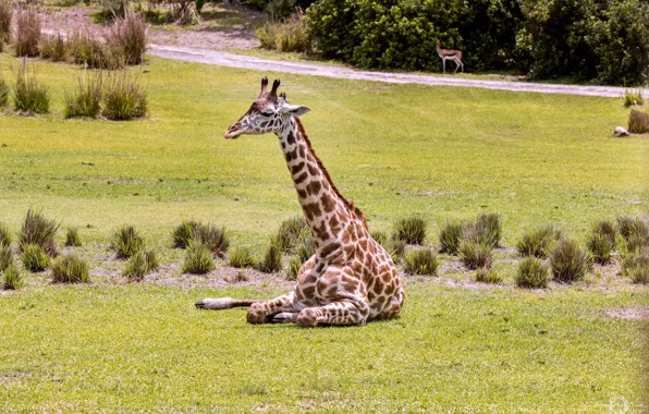 Picture animal, giraffe, color, neck