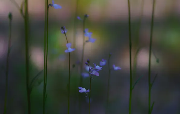 Grass, flowers, blue, razmytost