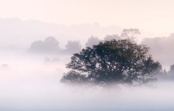 Picture the sky, trees, landscape, nature, fog, morning, sky, trees