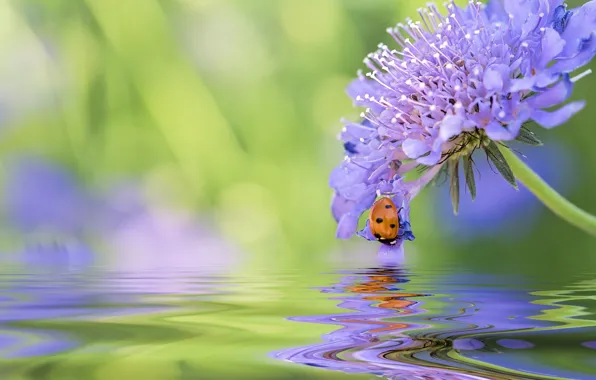 Flower, water, macro, reflection, ladybug, beetle