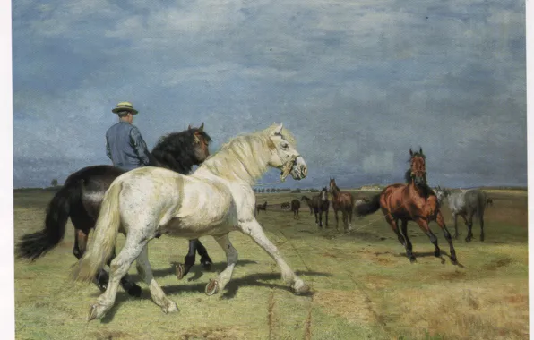 Picture field, horse, the man in the hat, FISCHER