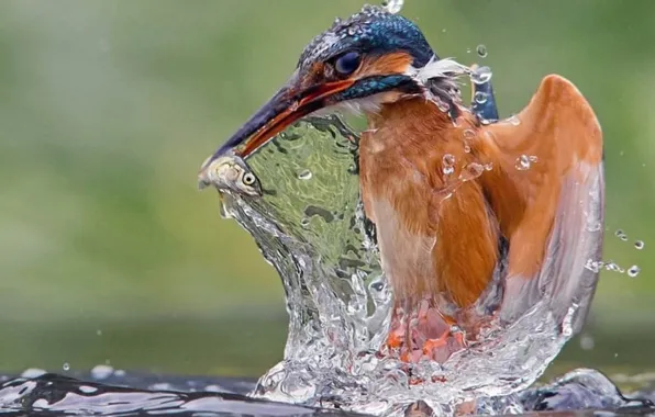 Lotus, bird, animal, wildlife, Kingfisher