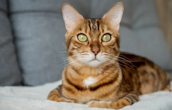 Cat, cat, look, pose, face