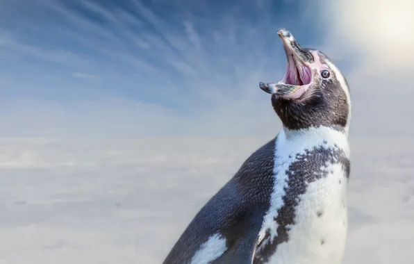 Background, bird, penguin, Humboldt Penguin