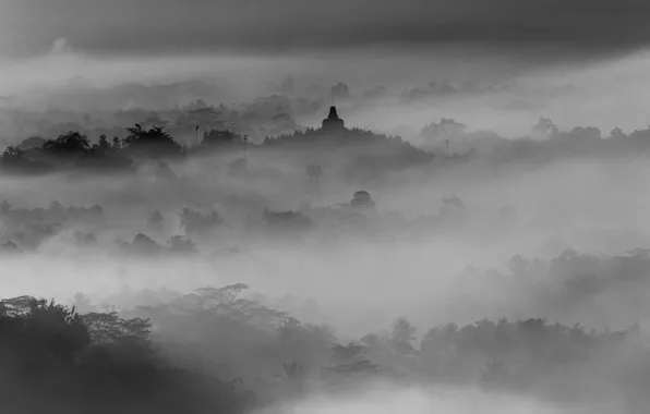 Picture forest, the sky, clouds, trees, landscape, mountains, nature, fog