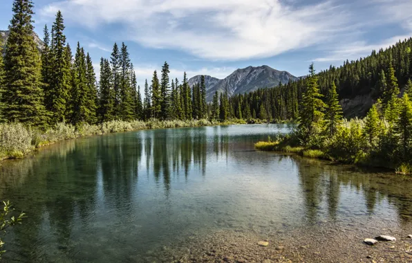 Picture forest, trees, landscape, mountains, nature, lake