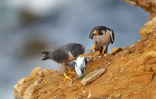 Birds, stones, predators, pair, Falcon, two, mining, two birds