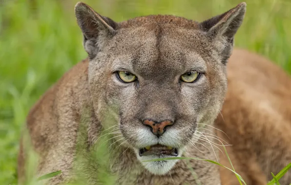 Picture portrait, look, Puma, face, Cougar