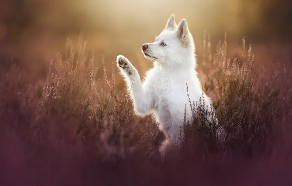 Paw, dog, puppy, Heather, Samoyed