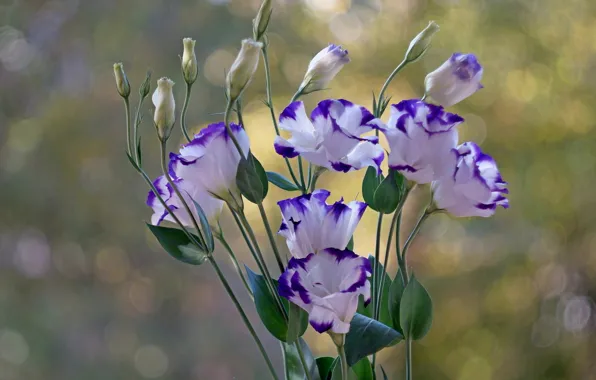 Flowers, bouquet, lilac, eustoma, eustoma
