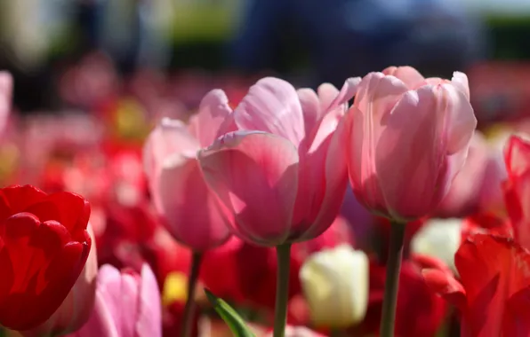 Light, flowers, blur, spring, petals, garden, tulips, pink