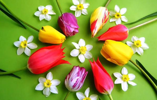 Pattern, petals, tulips