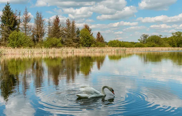 Autumn, forest, white, the sky, clouds, reflection, bird, shore