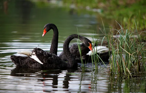 Picture pond, swans, black