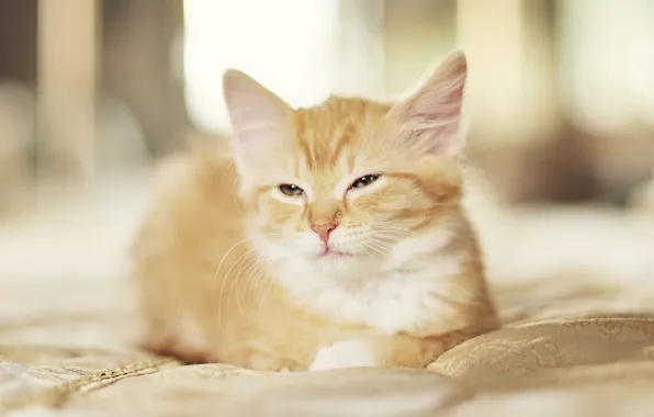 Picture cat, red, kitty, cat