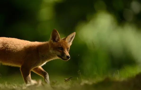 Grass, green, background, Fox, baby, cub, plays, Fox