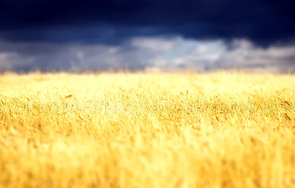 Wheat, field, the sky, clouds, landscape, nature, plant, spikelets