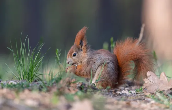 Picture grass, leaves, background, protein, tail, profile, meal