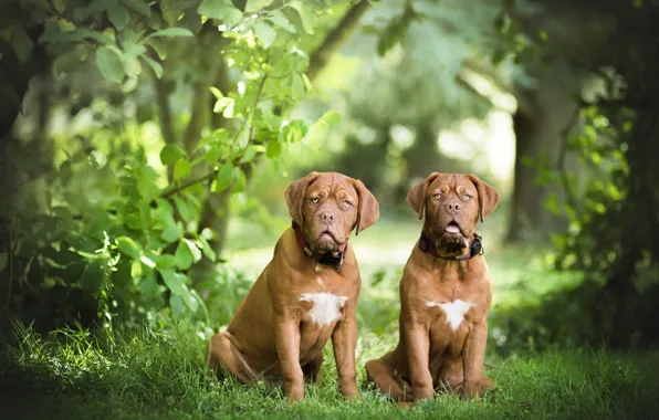 Nature, pair, two dogs, Dogue de Bordeaux