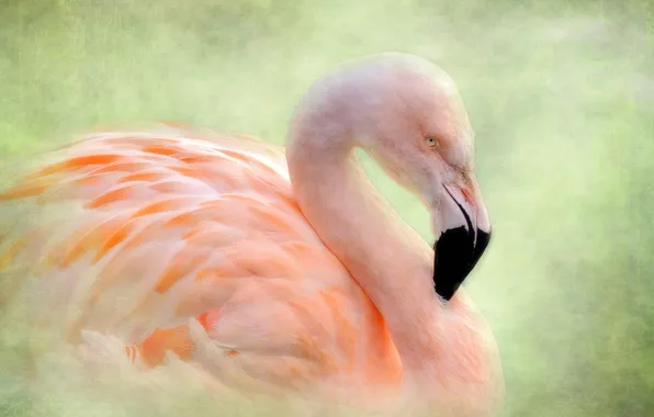 Bird, texture, Flamingo
