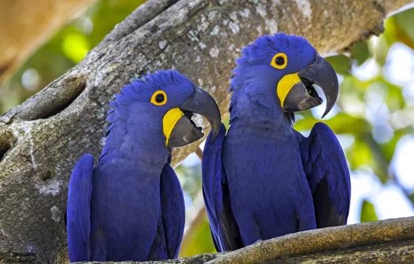 Birds, tree, parrots, a couple, Hyacinth macaw