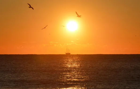 Sea, the sky, the sun, birds, sunrise, ship, sailboat, horizon