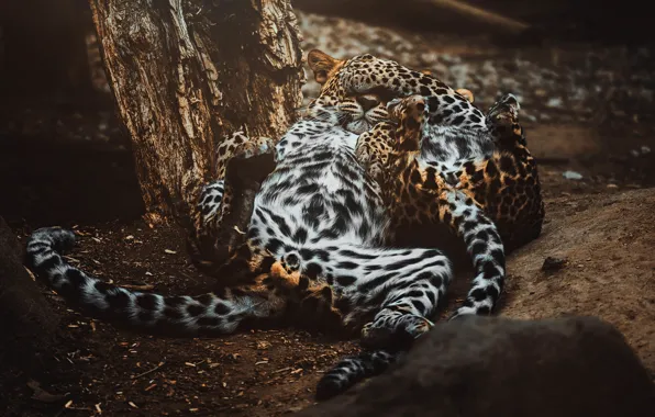 The game, leopards, lie