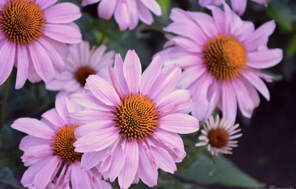 Picture purple, flowers, Lepestki