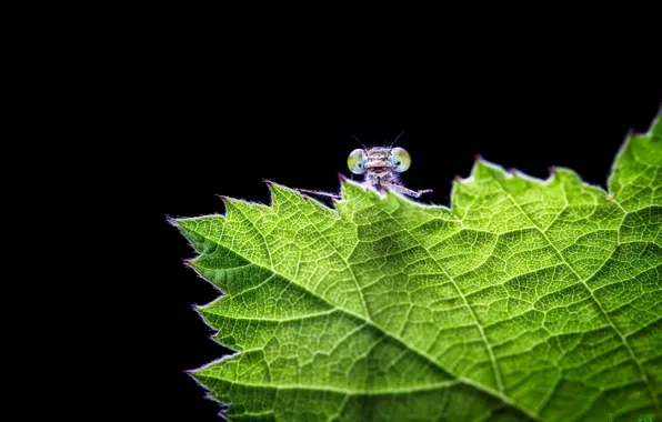 Macro, leaf, dragonfly, black background, Peeps