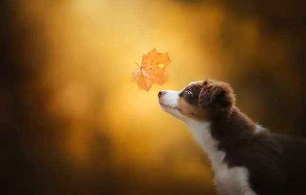 Picture autumn, background, dog, puppy, profile, face, maple leaf, bokeh