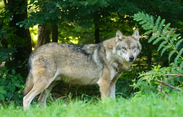 Picture nature, predator, animal, wolf, wildlife, portrait., Canis lupus. face • wolf • portrait • predator