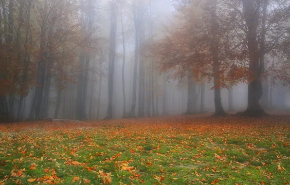 Autumn, forest, leaves, trees, branches, nature, fog, Park
