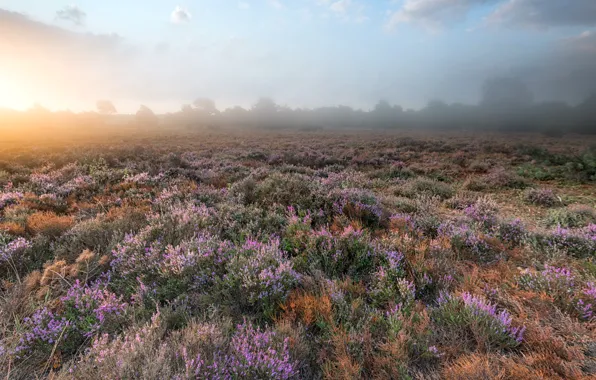 Picture field, flowers, fog, morning