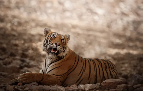 Look, face, nature, tiger, stones, mouth, lies, looking up