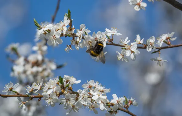 The sky, cherry, spring, bumblebee, the gardens are blooming