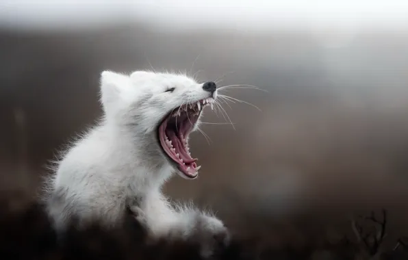 Arctic, tundra, Yawning fox