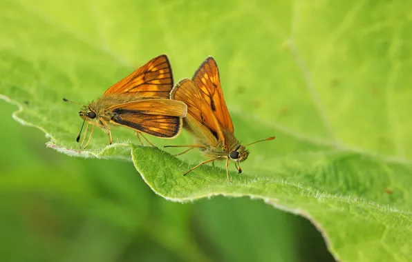 Picture butterfly, insects, sheet