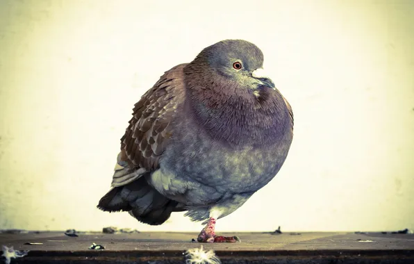 Nature, bird, pigeons