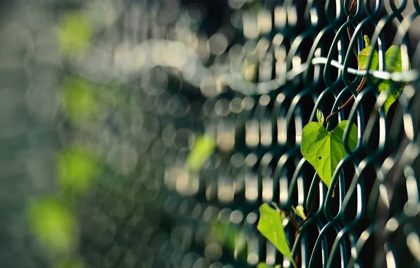 Picture leaves, mesh, the fence, plant, focus