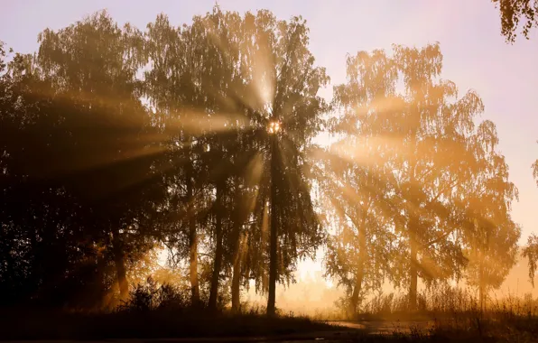 Picture rays, trees, the sun