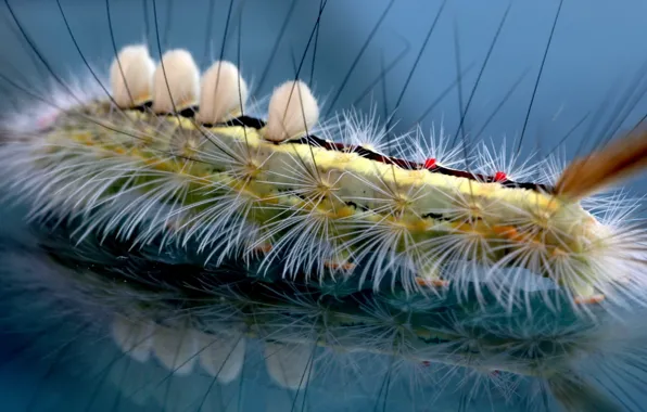 Reflection, hairs, Caterpillar