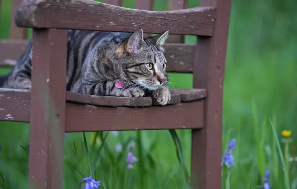 Cat, flowers, chair, observation